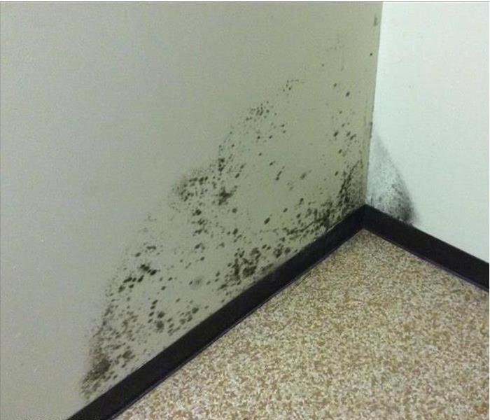 Wall covered in mold